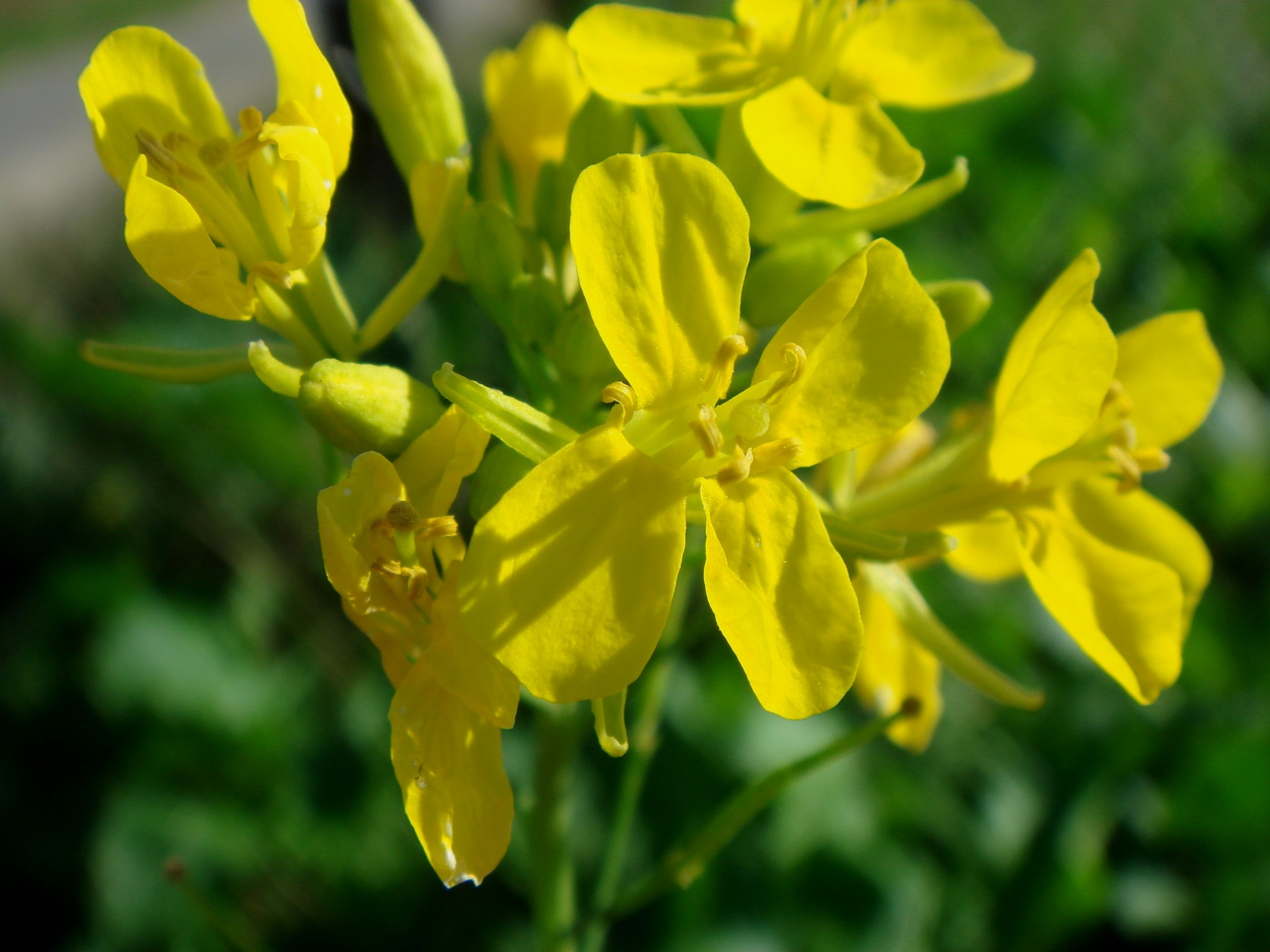 Brassica juncea (L.) Czernajew
